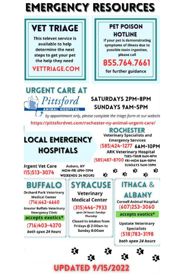 ER and Urgent Care Information - Vet in Honeoye Falls | Honeoye Falls Veterinary  Hospital